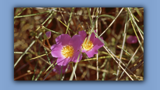 1993_NT_D05-14-01_Calandrinia balonensis.jpg